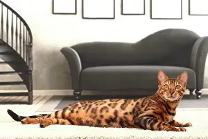 Bengals: Cat Bengal