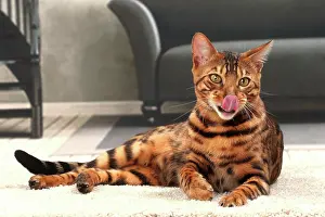 Bengals: Cat Bengal