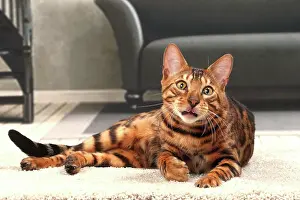 Bengals: Cat Bengal