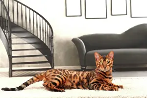 Bengals: Cat Bengal