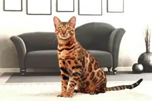 Bengals: Cat Bengal