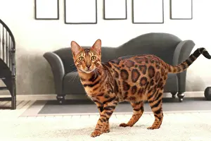 Bengals: Cat Bengal