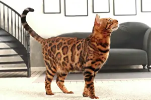 Bengals: Cat Bengal
