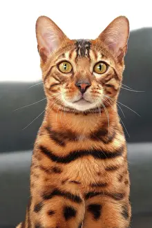 Bengals: Cat Bengal