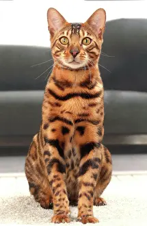 Bengals: Cat Bengal