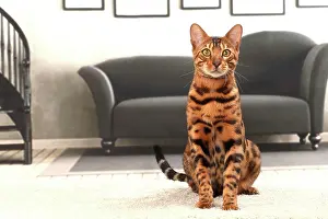 Bengals: Cat Bengal