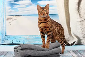 Bengals: Cat Bengal
