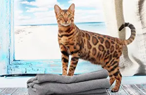 Bengals: Cat Bengal