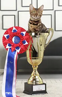Shows: Cat Bengal