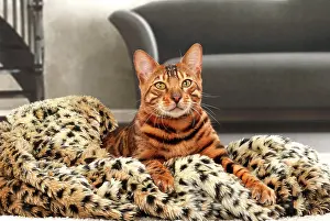 Bengals: Cat Bengal