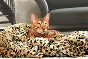 Bengals: Cat Bengal