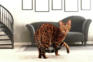 Bengals: Cat Bengal