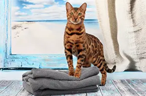 Bengals: Cat Bengal