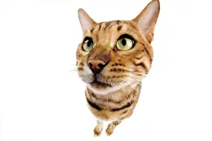 Lense: Cat - Bengal brown spotted - fish-eye lense
