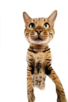 Lense: Cat - Bengal brown spotted stretching up to camera