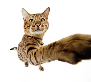 Lense: Cat - Bengal brown spotted stretching paw to camera