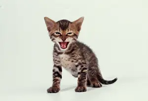 Bengals: CAT - Bengal Kitten - 4 weeks miaowing