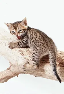 Bengals: CAT - BENGAL KITTEN 4 weeks old on branch