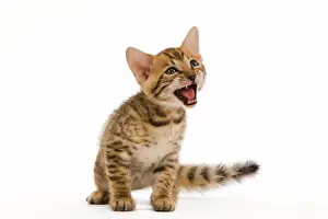 Miaowing: Cat - bengal kitten - 8 weeks old miaowing