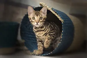 Cute Kittens By Jean-Michel Labat: Cat Bengal kitten in basket