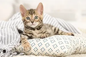 Bengals: Cat - Bengal kitten indoors