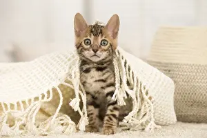 Bengals: Cat - Bengal kitten indoors