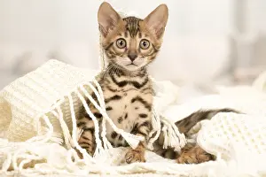 Bengals: Cat - Bengal kitten indoors