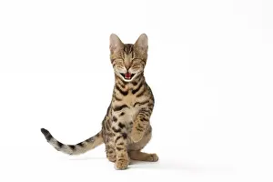 Satisfied: Cat Bengal kitten smiling / laughing. Digital Manipulation