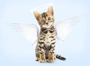 Angels: Cat - Bengal kitten in the studio