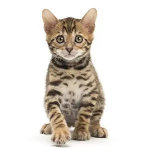 Bengals: Cat - Bengal kitten in the studio