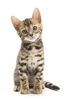 Bengals: Cat - Bengal kitten in the studio