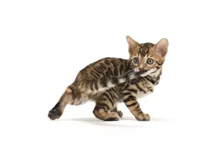 Bengals: Cat - Bengal kitten in the studio