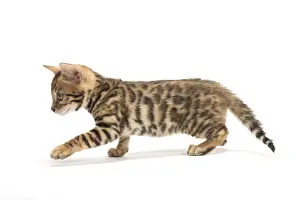 Bengals: Cat - Bengal kitten in the studio