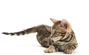 Bengals: Cat - Bengal kitten in the studio