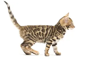 Bengals: Cat - Bengal kitten in the studio