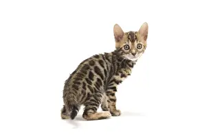 Bengals: Cat - Bengal kitten in the studio