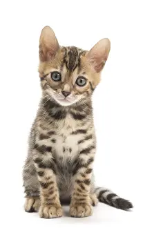 Bengals: Cat - Bengal kitten in the studio