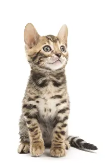 Bengals: Cat - Bengal kitten in the studio
