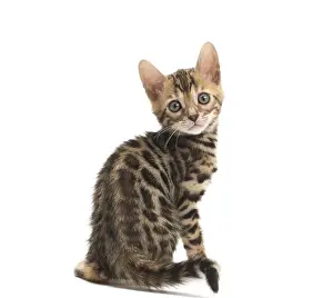 Bengals: Cat - Bengal kitten in the studio