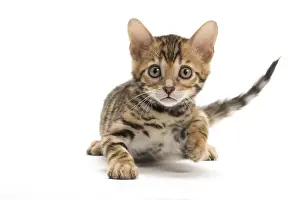 Bengals: Cat - Bengal kitten in the studio