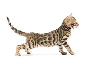 Bengals: Cat - Bengal kitten in the studio