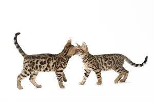 Kisses: Cat Bengal kittens