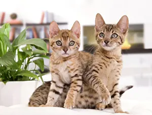 Houses: Cat - Bengal kittens