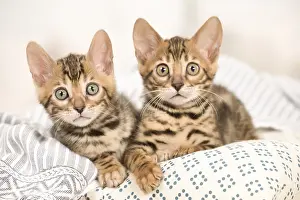Cute Kittens By Jean-Michel Labat: Cat - Two Bengal kittens indoors