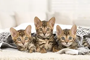 Bengals: Cat - Three Bengal kittens indoors