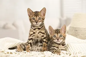 Bengals: Cat - Two Bengal kittens indoors