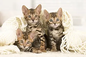 Bengals: Cat - Three Bengal kittens indoors