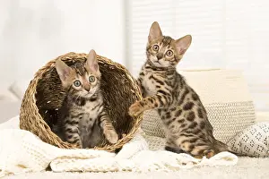 Bengals: Cat - Two Bengal kittens indoors
