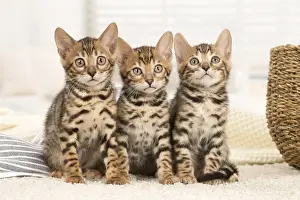 Bengals: Cat - Three Bengal kittens indoors