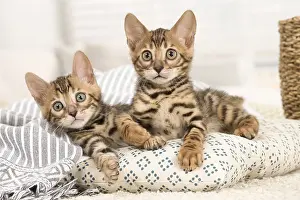 Bengals: Cat - Two Bengal kittens indoors
